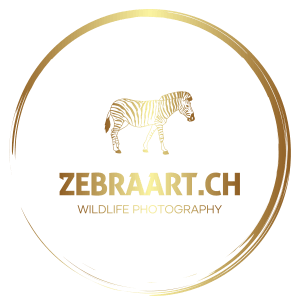 zebraart.ch